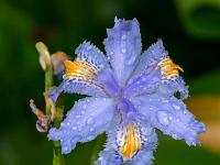 Blaue Zwergirisblüte mit Regentropfen